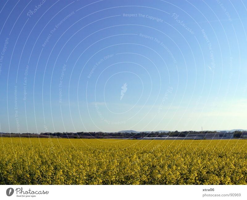 ein rapsfeld ist ein rapsfeld ist ein rapsfeld Raps Rapsfeld gelb Blüte Feld Sommer Umwelt Frühling Stengel Horizont Blauverlauf Mai Physik Ferne groß Pflanze