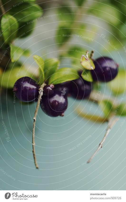 beeren Umwelt Natur Pflanze Herbst Sträucher Blatt Blüte Grünpflanze Wildpflanze Beeren Beerensträucher dünn authentisch einfach frisch klein nah natürlich rund