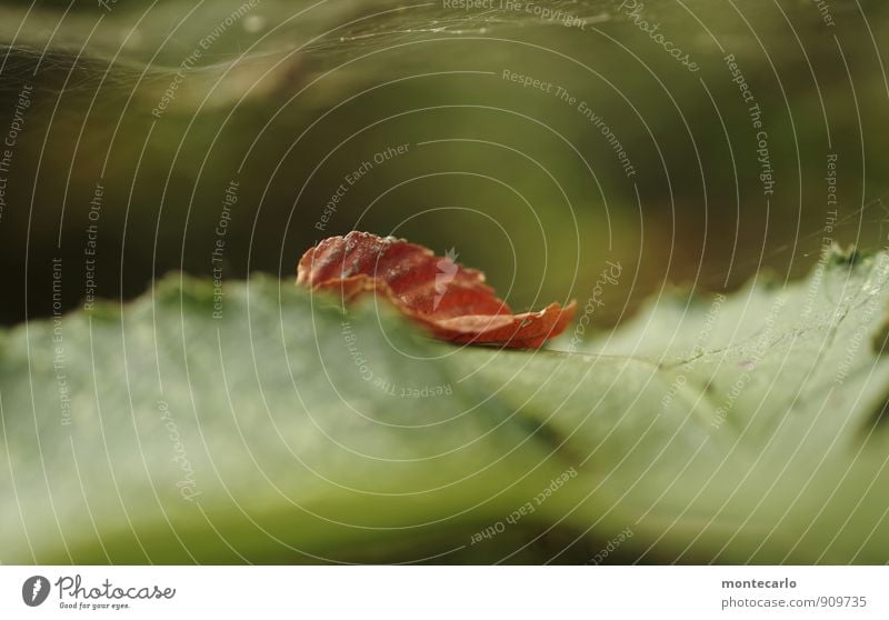 zweiblatt Umwelt Natur Pflanze Herbst Blatt Grünpflanze Wildpflanze entdecken wandern alt dünn authentisch einfach klein nah natürlich trist trocken wild weich