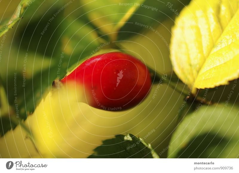 farbe Umwelt Natur Pflanze Sonnenlicht Herbst Sträucher Blatt Blüte Grünpflanze Wildpflanze Hagebutten dünn authentisch einfach frisch glänzend klein natürlich