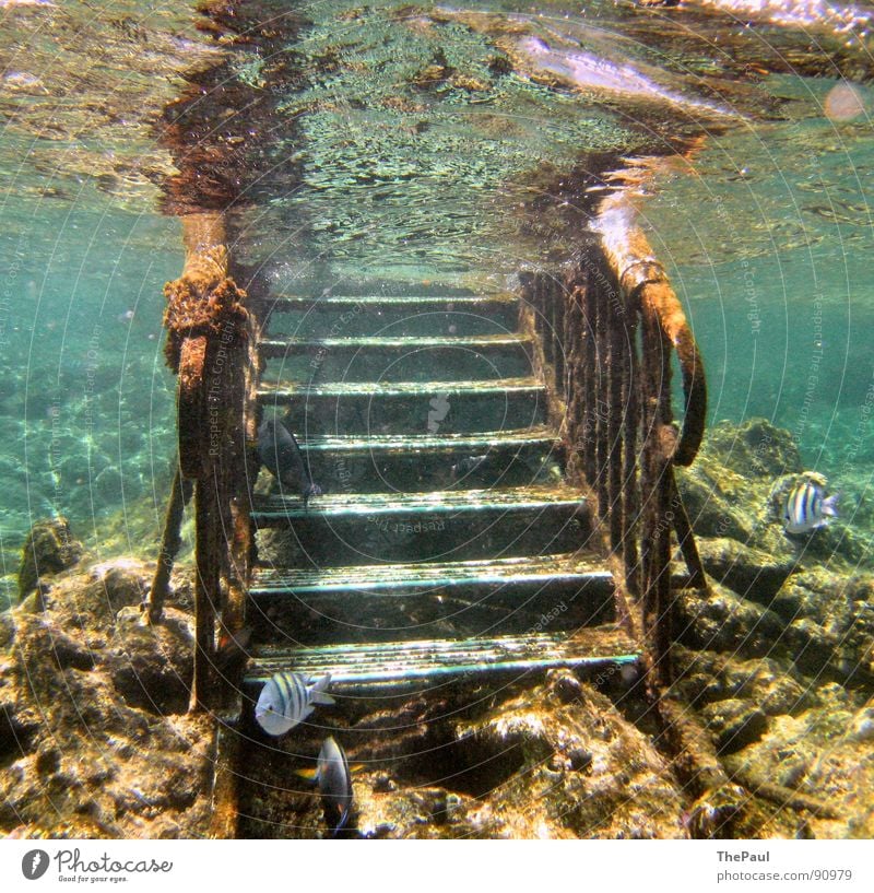 Aus dem Meer bewachsen aufsteigen Wasseroberfläche Korallen Korallenriff ruhig Unterwasseraufnahme Riff Sommer Treppe Fisch Konzentration