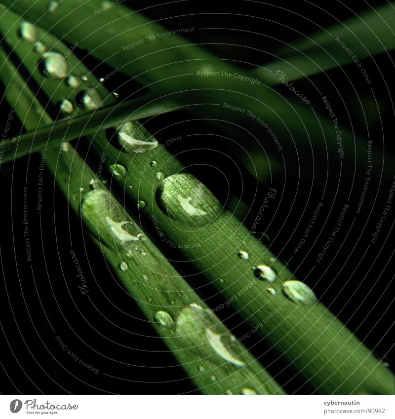 Gras Halm Makroaufnahme Nahaufnahme Wassertropfen Regen Wetter Natur Garten