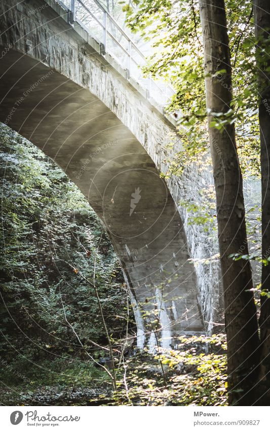 under the brige Umwelt Sonnenlicht Herbst Pflanze Baum Wald hell Brücke Sonnenstrahlen Blatt Lichterscheinung alt Eisenbahnbrücke Farbfoto Außenaufnahme Tag