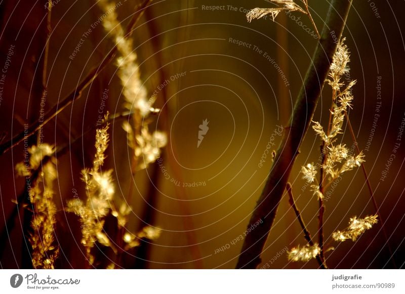 Licht See Gras gelb Stengel Halm Ähren glänzend Stimmung schön weich Rauschen Wiese zart beweglich sensibel federartig Sommer Frieden gold orange Wind Pollen