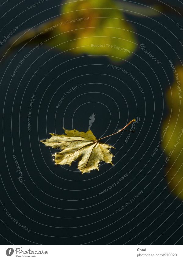 Sommer Abschied harmonisch Erholung ruhig Meditation Trauerfeier Beerdigung Umwelt Natur Landschaft Pflanze Urelemente Wasser Herbst Schönes Wetter Baum Blatt