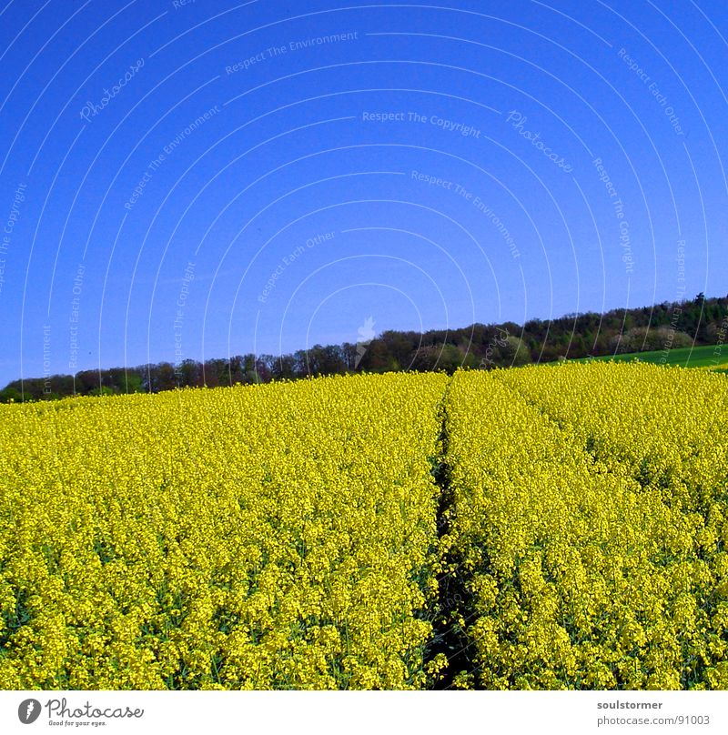 La Colza V Raps Pflanze gelb grün Frühling Feld Rapsfeld Landwirtschaft Honig Biene Blüte Blume ökologisch Wald Spuren Grenze Schneise stoppen tief Wiese Erdöl