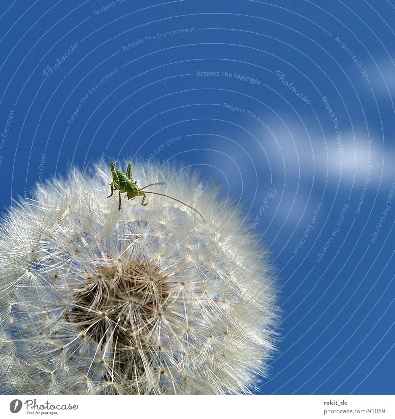 Los Kleiner, hüpf schon! Löwenzahn springen klein winzig grün hüpfen Wiese Feld Fühler Freude Heuschrecke heupferdchen schirmchen kitzlig