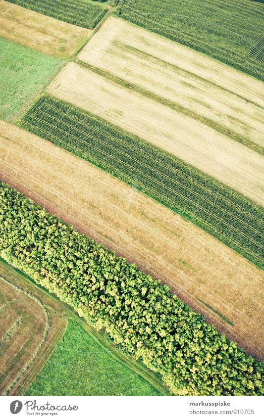 erdfarben Umwelt Natur Landschaft Pflanze Tier Erde Herbst Blume Gras Blatt Blüte Grünpflanze Nutzpflanze Wildpflanze Maisfeld Weizenfeld Hafer Ackerbau