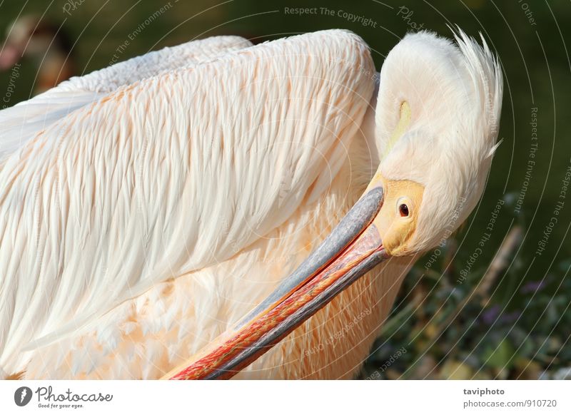 große Pelikanreinigung elegant schön Zoo Natur Tier Vogel wild gelb weiß Reinheit Idylle Prima Feder Tierwelt Wasser Schnabel Kopf Auge Beautyfotografie Avenue