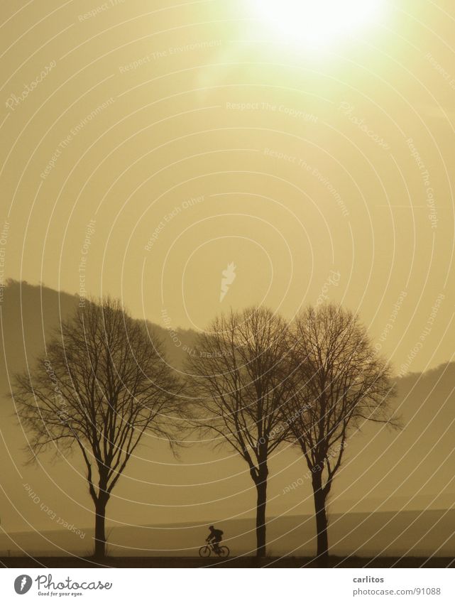 .. noch'n zett Allee Landstraße Bundesstraße Morgen Morgennebel Sonnenaufgang Gegenlicht blenden Baum Silhouette Hügel Abstufung Fahrrad Fahrradweg Arbeitsweg