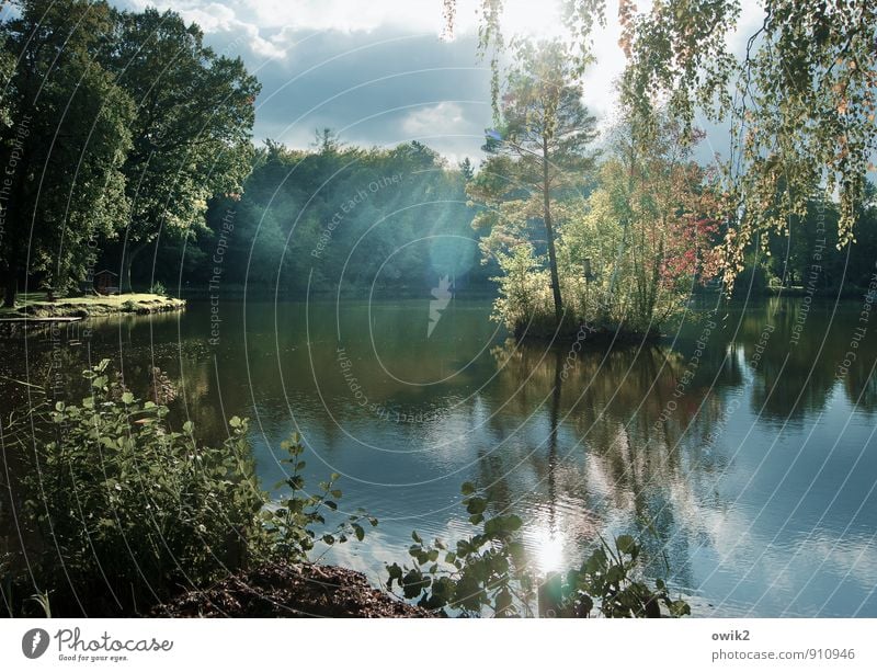 Inseldasein Umwelt Natur Landschaft Pflanze Wasser Himmel Wolken Sonnenlicht Schönes Wetter Baum Sträucher Blatt Wildpflanze Wald Seeufer Teich atmen leuchten