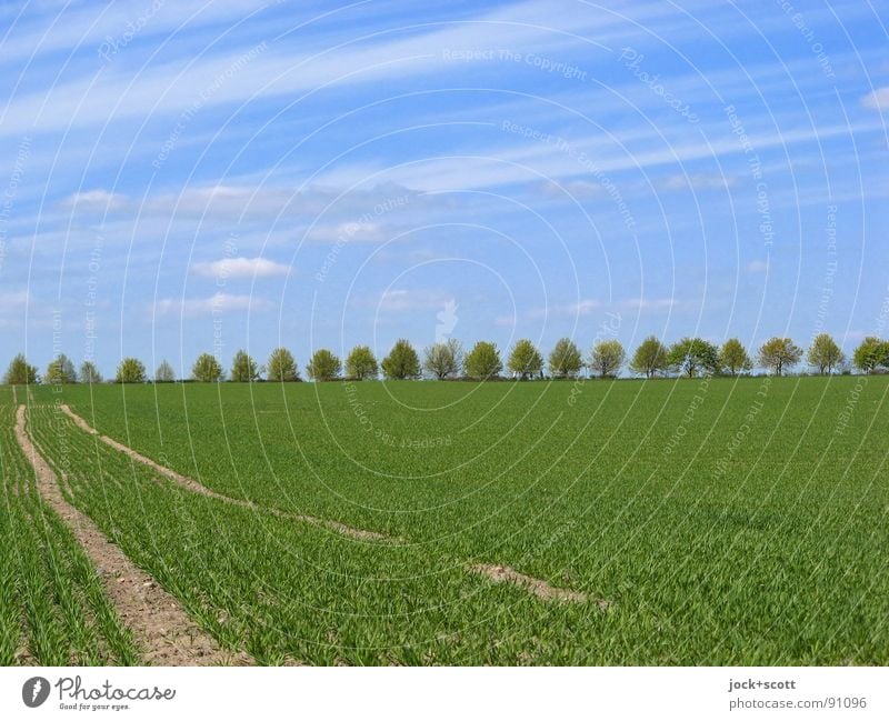 Beschaulichkeit (Wolken beobachten) Landschaft Frühling Klima Schönes Wetter Baum Feld Sammlung authentisch einfach frisch blau Idylle Wachstum ländlich Spuren