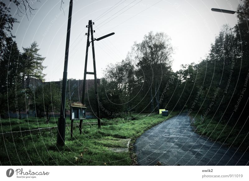 Straße ins Nichts Energiewirtschaft Strommast Straßenbeleuchtung Umwelt Natur Landschaft Baum Gras Wald dunkel Schwarzes Brett Schaukasten Information Kurve