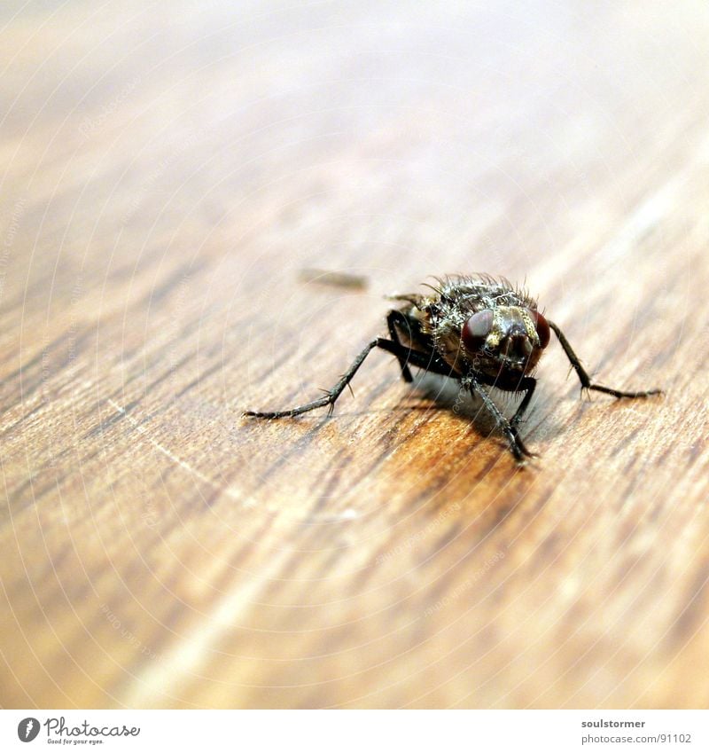 Can't Walk... Fliege Insekt Holz Tisch braun Geschwindigkeit Tier Makroaufnahme Tiefenschärfe Unschärfe Quadrat Momentaufnahme Eintagsfliege weiß schwarz