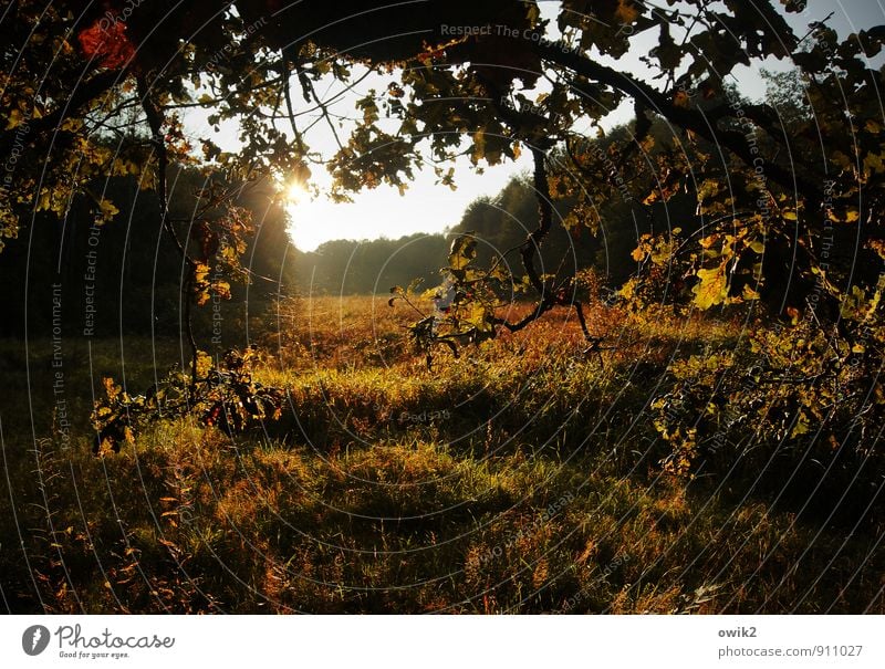 Herbst in Niedersachsen Umwelt Natur Landschaft Pflanze Himmel Horizont Klima Wetter Schönes Wetter Baum Gras Sträucher Wildpflanze Eichenblatt Wiese