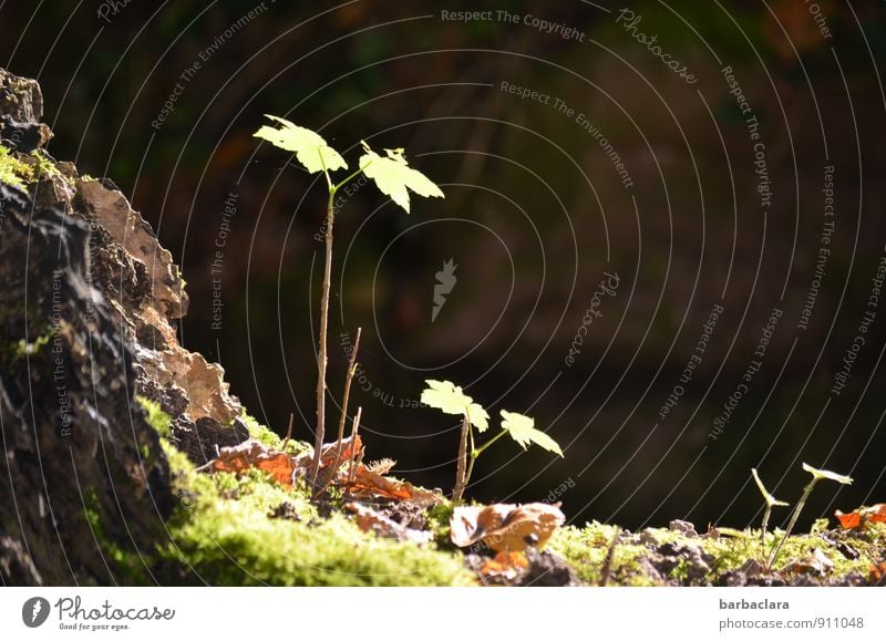 Geschwister Natur Landschaft Pflanze Erde Herbst Gras Moos Blatt Grünpflanze Park Wachstum dunkel frisch Zusammensein groß hell klein grün Leben Sinnesorgane