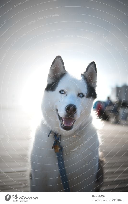 Treuester Begleiter Tier Haustier Hund Tiergesicht Fell Husky 1 beobachten Lächeln Blick warten sportlich außergewöhnlich schön weiß Zufriedenheit friedlich