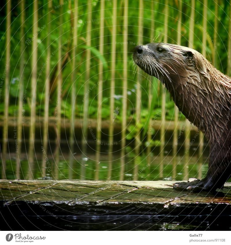 Auf dem Laufsteg Otter Tier nass Präsentation Schnauze Fell Australien tauchen Landraubtier Säugetier laufen fellhaare Wasser territorium schlittern