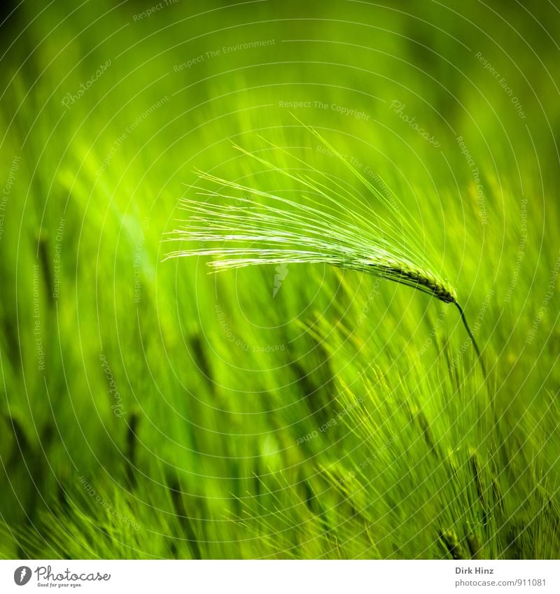 Green Field Umwelt Landschaft Frühling Sommer Pflanze Nutzpflanze Ähren Feld Wachstum grün Einsamkeit einzigartig elegant Getreide Getreidefeld Getreideernte