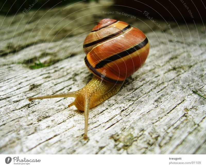 Schnecke schleimig langsam Tier Schneckenhaus Pause Natur Makroaufnahme