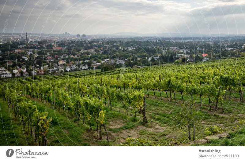 Weinberge vor Wien Umwelt Natur Landschaft Pflanze Himmel Wolken Horizont Herbst Wetter Baum Gras Sträucher Nutzpflanze Wiese Hügel Österreich Stadt Hauptstadt