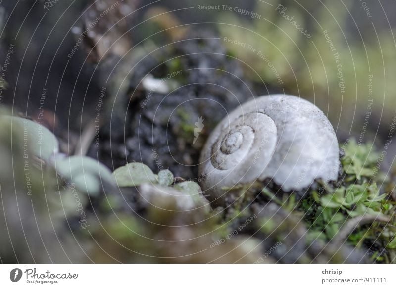 ausgezogen Umwelt Natur Tier Pflanze Gras Moos Blatt Wildtier Totes Tier Schnecke Schneckenhaus 1 Spirale liegen alt kaputt grau grün Trauer Tod Einsamkeit