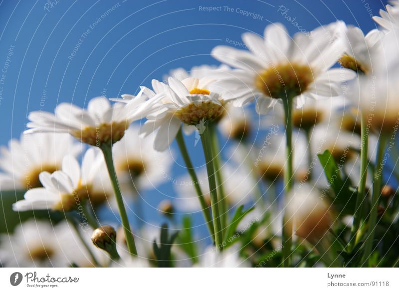 Sommergefühle Blume Blüte weiß grün Frühling blau Blütenknospen Margarite Natur Himmel Margerite