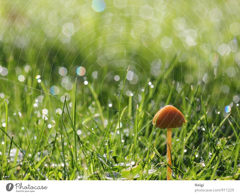 Minipilz... Umwelt Natur Landschaft Pflanze Herbst Gras Grünpflanze Pilz Garten glänzend stehen Wachstum ästhetisch einzigartig klein nass natürlich braun grün