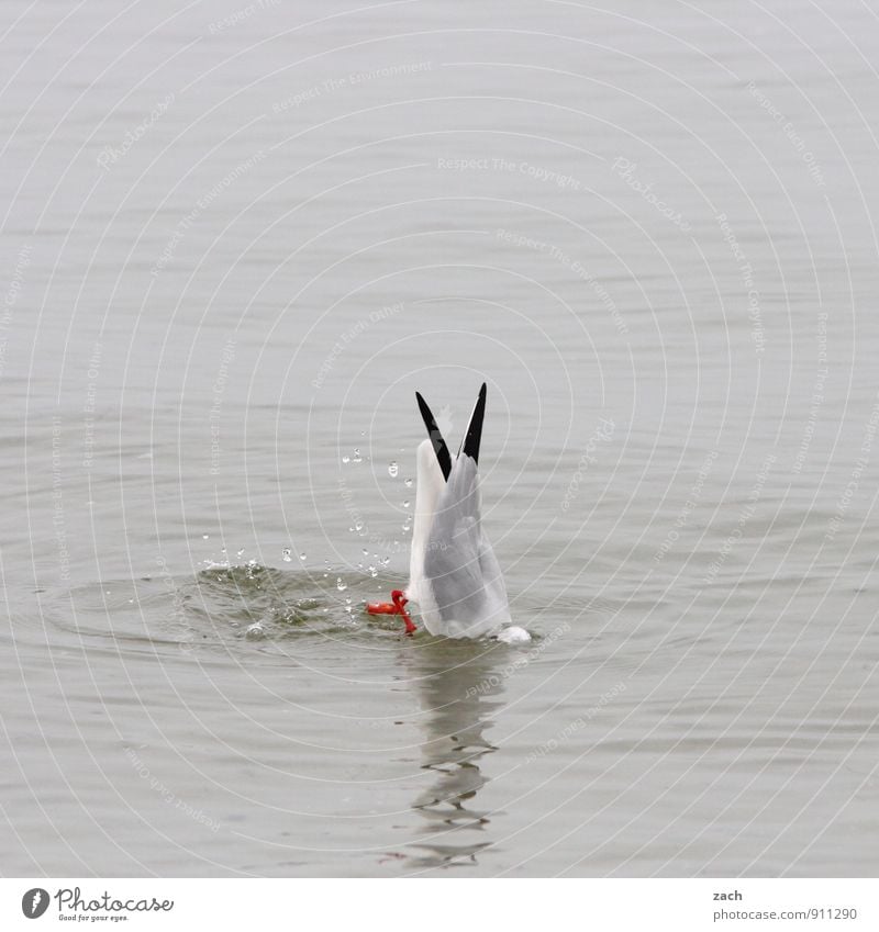 Wasserballett Wellen Küste Ostsee Meer Tier Wildtier Vogel Flügel Möwe Möwenvögel Lachmöwe Wasservogel 1 Schwimmen & Baden Fressen tauchen grau Futter Schwanz