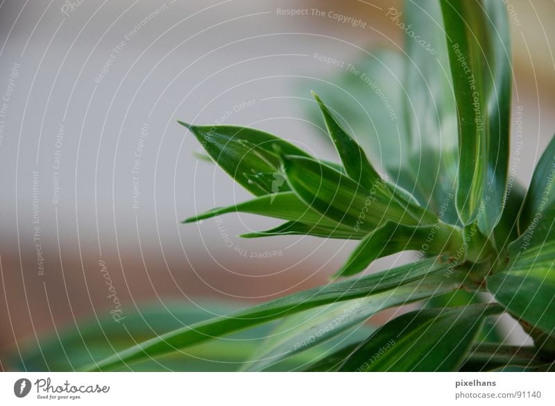 saftig grün Pflanze exotisch Palme klein Farbfoto Innenaufnahme Palmenwedel Grünpflanze Detailaufnahme Bildausschnitt Anschnitt Textfreiraum links Photosynthese