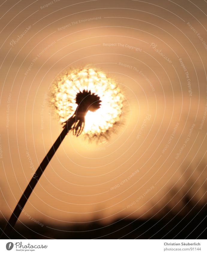 Glowing Blowball glühen Blume Blüte Stengel Löwenzahn Blütenstempel Sonne Himmel Samen Peter Lustig Falschgeld