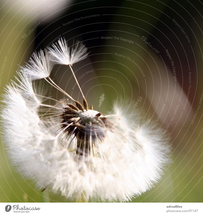 Abgeflogen Löwenzahn vermissen fliegen Trauer Frühling frisch Sommer Blume grün vergangen Vergänglichkeit Schwäche Verzweiflung Wind Samen Traurigkeit Bewegung