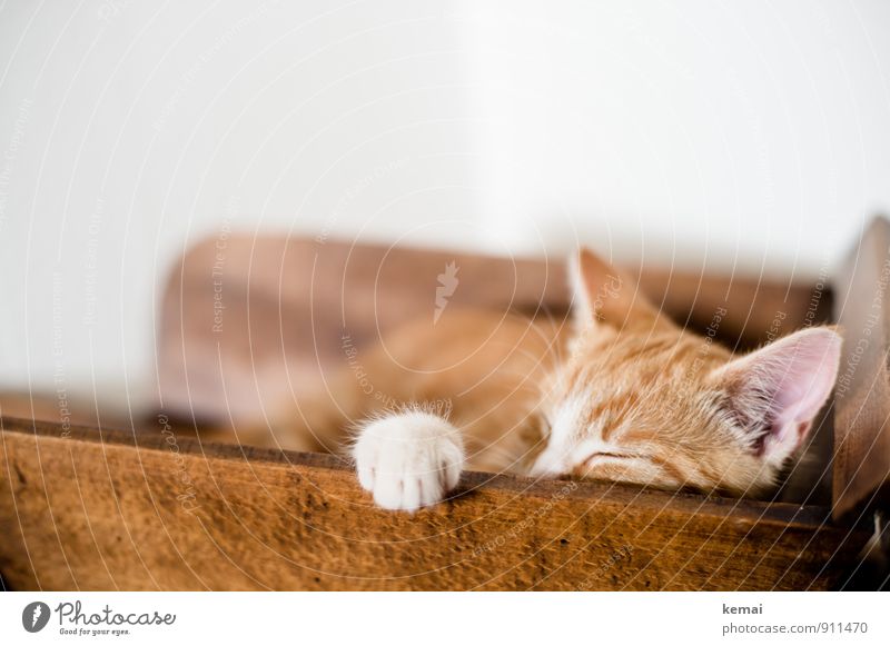 Feel like... sleeping Haustier Katze Tiergesicht Fell Pfote Ohr 1 Holz liegen schlafen klein niedlich schön orange rot Gelassenheit ruhig Rasmus kitten Farbfoto