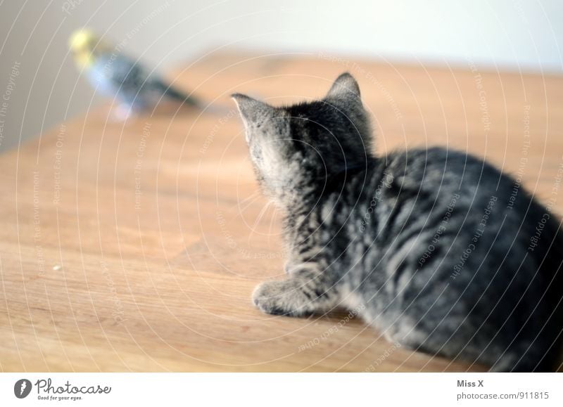 auf der Lauer Tier Haustier Katze Vogel 2 warten Gefühle Stimmung Selbstbeherrschung Angst Todesangst gefährlich bedrohlich Konzentration Wellensittich