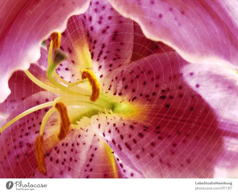 lovely Lilie 2.0 rot rosa Lilien Frühling Blüte Blume Blütenblatt in voller blüte Pollen Detailaufnahme Lupe Punkt