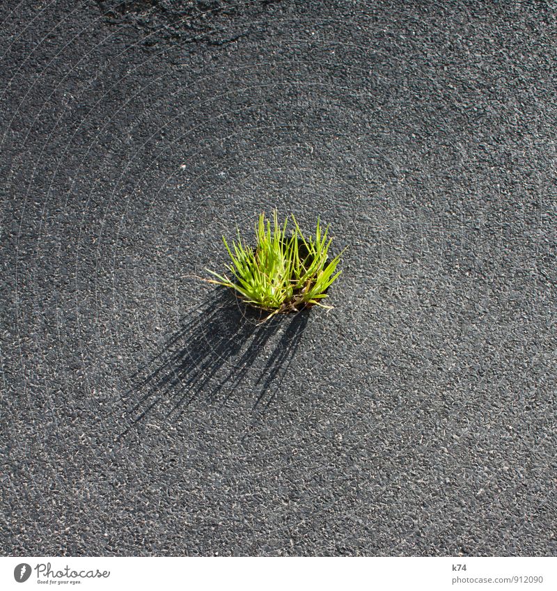 Insel Natur Pflanze Sommer Gras Grünpflanze leuchten grau grün Kraft Entschlossenheit Ausgrenzung Kontrast hart Durchsetzungsvermögen Überlebenskampf Asphalt