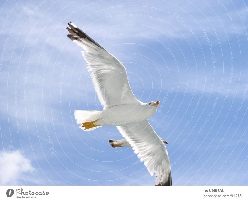 Extreme Nahaufname von zwei fliegenden Vögeln Vogel Wolken nah groß weiß blau Sommer Himmel Kontrast Feder Luftverkehr