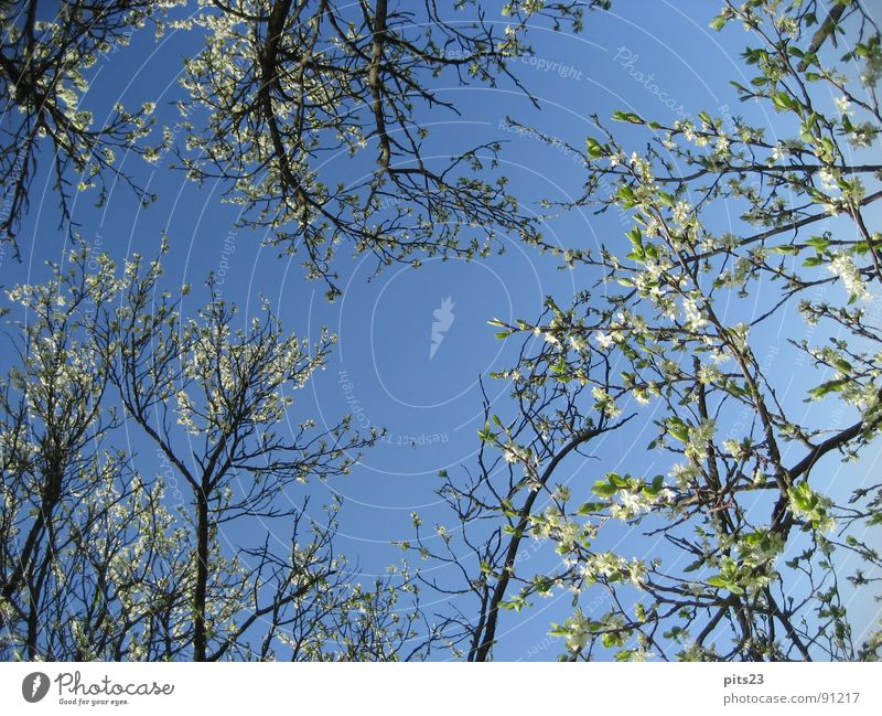 Frühling Baum Blüte Baumrinde Ast Himmel blau mehrere