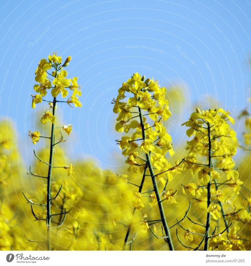 R - A - P -S Raps gelb Sommer Physik Blüte Unschärfe Tiefenschärfe schön sommerlich Wachstum Feld Höchberg Würzburg Himmel Schönes Wetter Wärme stiehl Natur