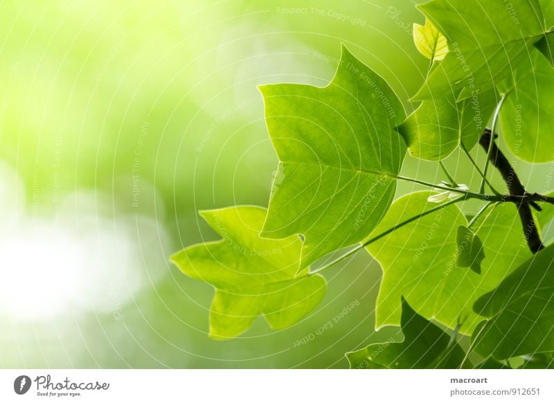 Tulpenbaum- Liriodendron Tulipifera Baum Laubbaum Blatt Frühling Sommer Ast Zweig grün Unschärfe Natur natürlich Pflanze Wald