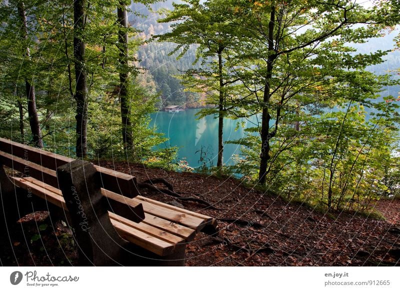 verweilen Erholung ruhig Ferien & Urlaub & Reisen Ausflug Natur Landschaft Herbst Laubwald Baum Wald See Alpsee blau braun grün Romantik Einsamkeit Idylle Pause