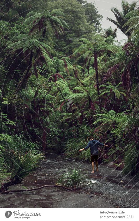 Jungle Umwelt Natur Pflanze Tier Wetter Baum Sträucher Moos Farn Grünpflanze Wildpflanze exotisch Wald Urwald schön grün ruhig Sehnsucht Einsamkeit Abenteuer