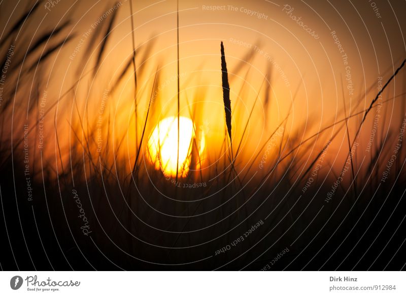 Sunset Natur Landschaft Sonne Sonnenaufgang Sonnenuntergang Sonnenlicht Schönes Wetter Gras Wiese Wärme Lebensfreude Warmherzigkeit Romantik schön Einsamkeit