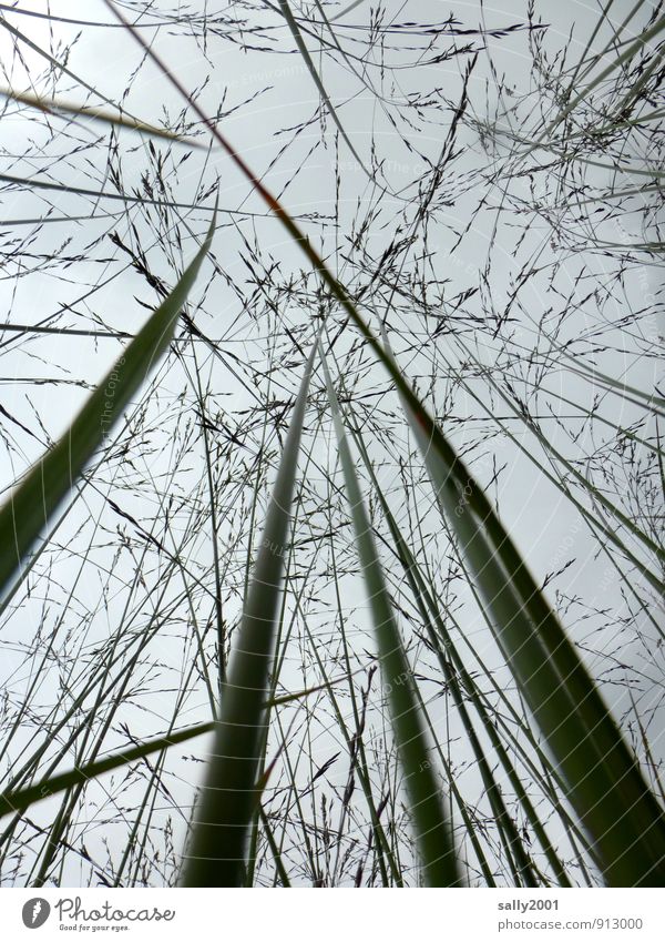 Hörst Du das Gras wachsen? Pflanze Himmel Wolken Sommer schlechtes Wetter Bewegung schaukeln Wachstum oben grau Natur aufwärts wild durcheinander blühen