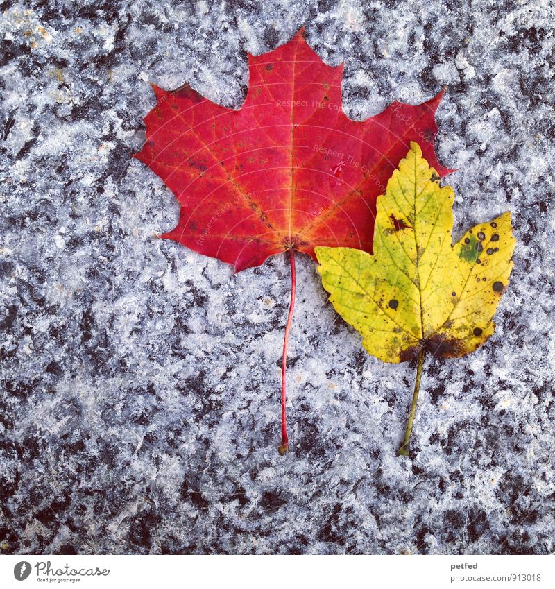 Zwei Herbst Blatt Stein alt verblüht dehydrieren schön gelb grau rot einzigartig Natur Zeit 2 Farbfoto Außenaufnahme Menschenleer Textfreiraum unten Tag Totale