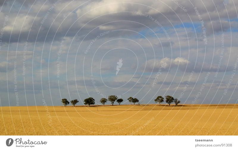 Einsame Bäume Australien Weizen Feld Baum Wolken Himmel gelb schlechtes Wetter Einsamkeit Ferne Länder Westen Weat Field Tree Trees Clouds Sky blau Blue cloudy