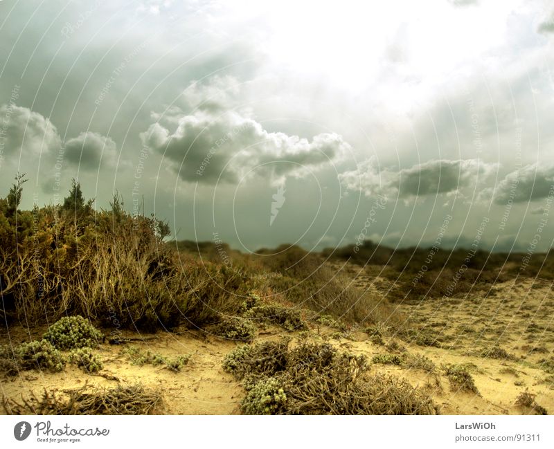 Einöde trüb trist Sträucher Wolken Erdton Unterwasseraufnahme Strand Sand Landschaft Himmel Sonne Ferne Erde Wüste Wurzel