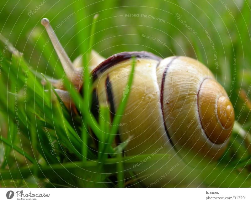 verkriech mich Schneckenhaus Schleim schleimig krabbeln langsam Tier Fühler Fressen Gras Zeitlupe Glätte Detailaufnahme verstecken verkriechen fortbewegen Auge