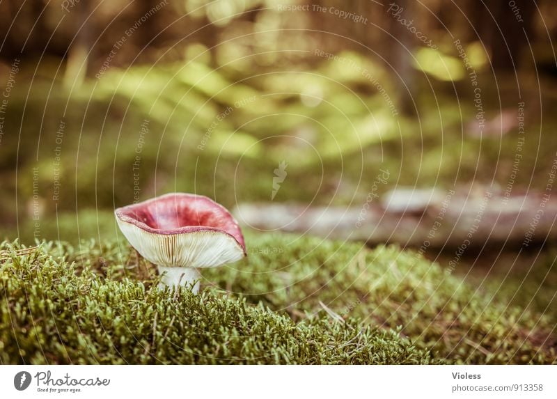 Waldleben III Umwelt Natur Landschaft Pflanze Gras Moos natürlich grün Pilz Fliegenpilz Waldboden Licht Unschärfe Froschperspektive