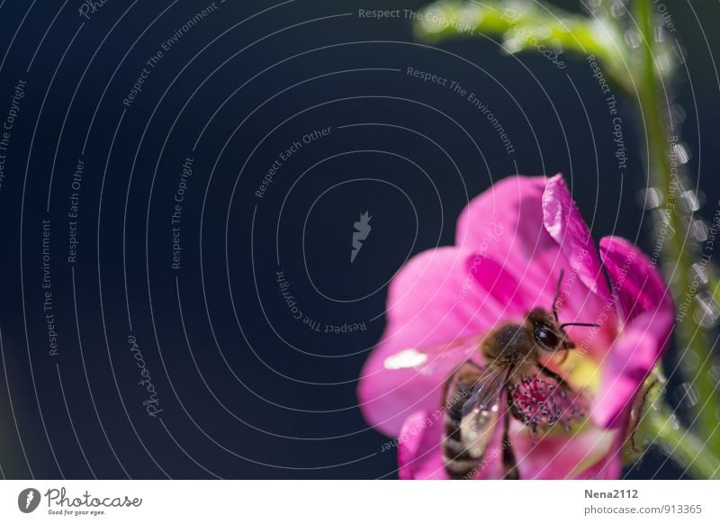 Rausch in Pink Umwelt Natur Pflanze Tier Frühling Sommer Schönes Wetter Blume Blüte Garten Park Wiese Duft Essen sitzen rosa Biene Fliege Unschärfe Farbfoto